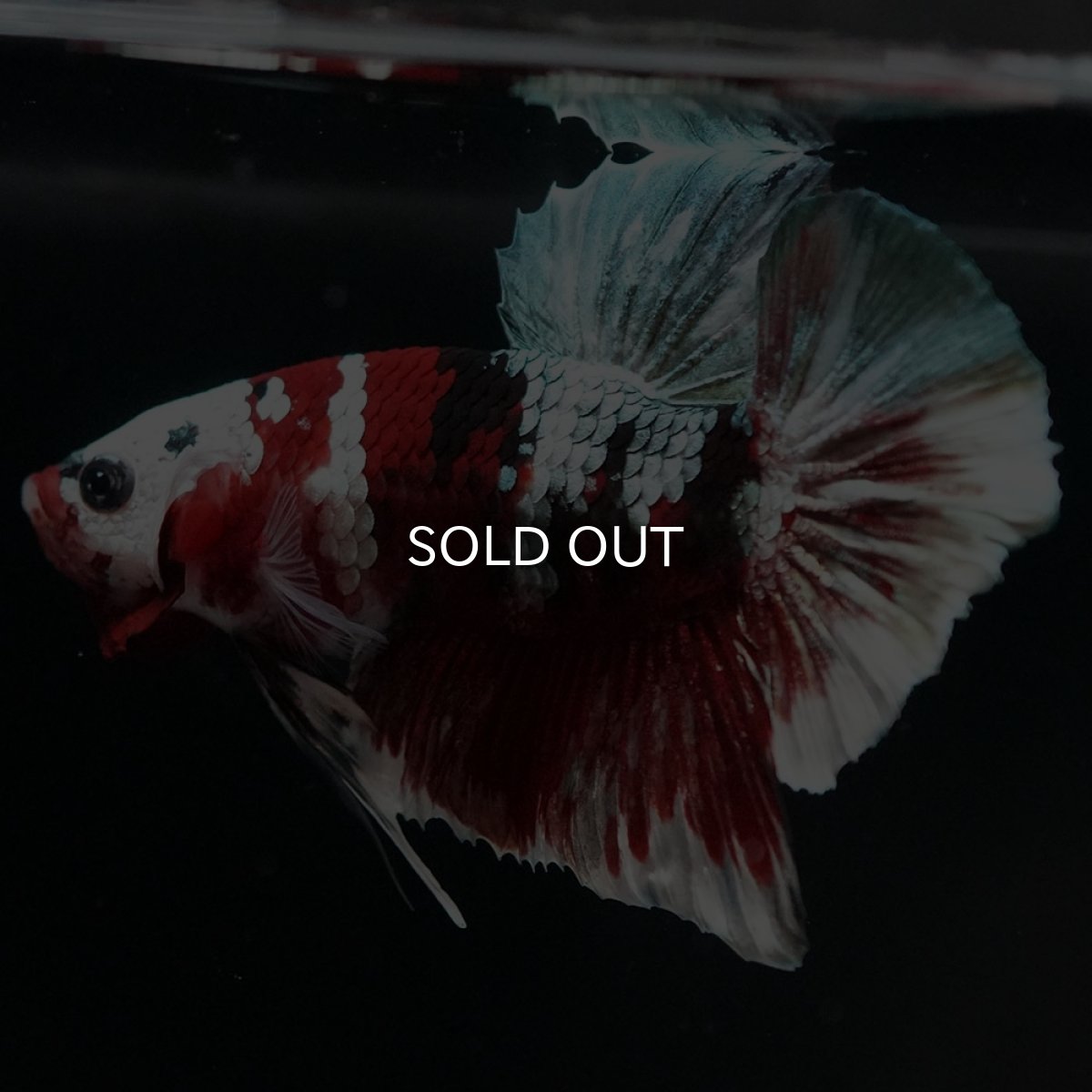 画像8: HMPK 鯉カッパー (8)