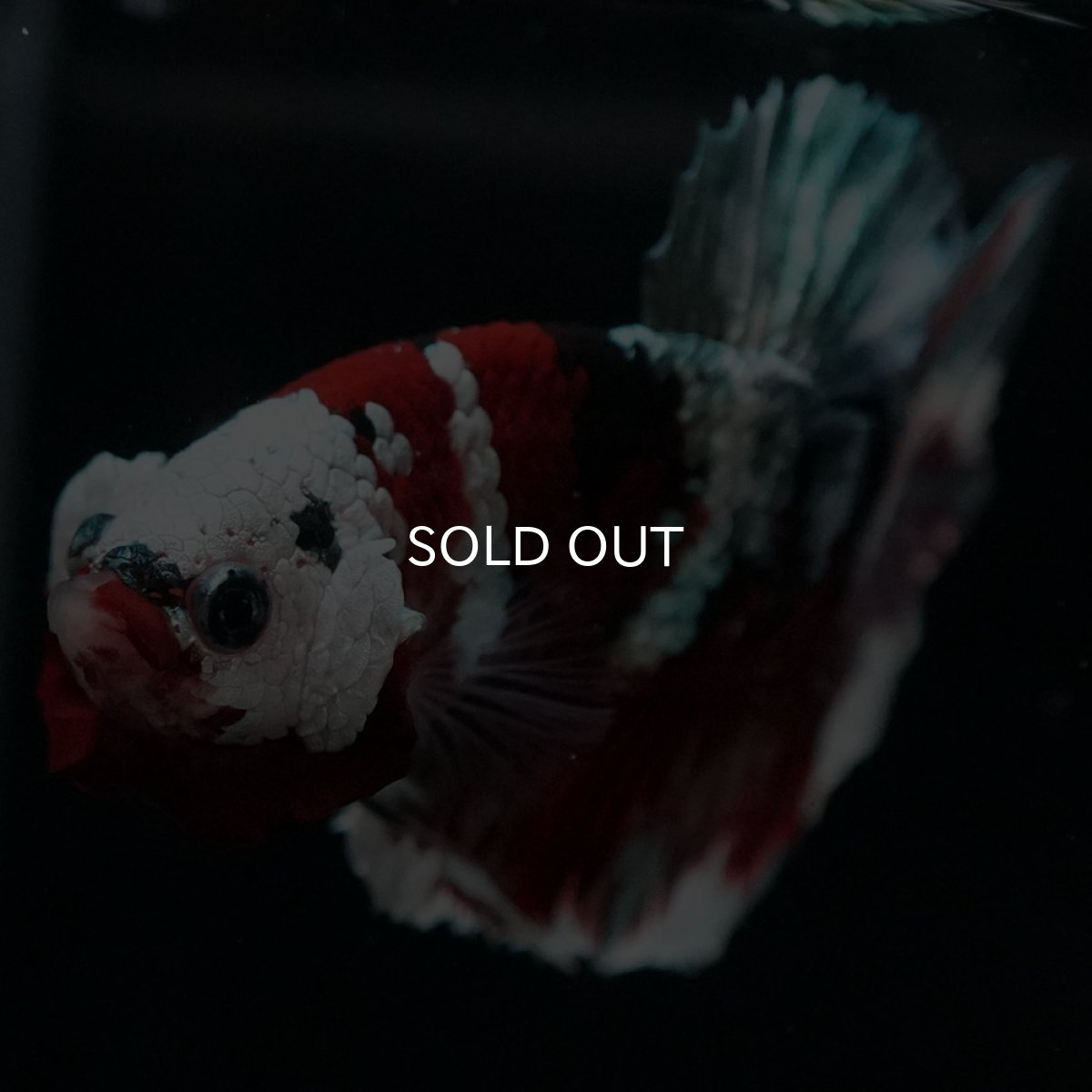 画像3: HMPK 鯉カッパー (3)