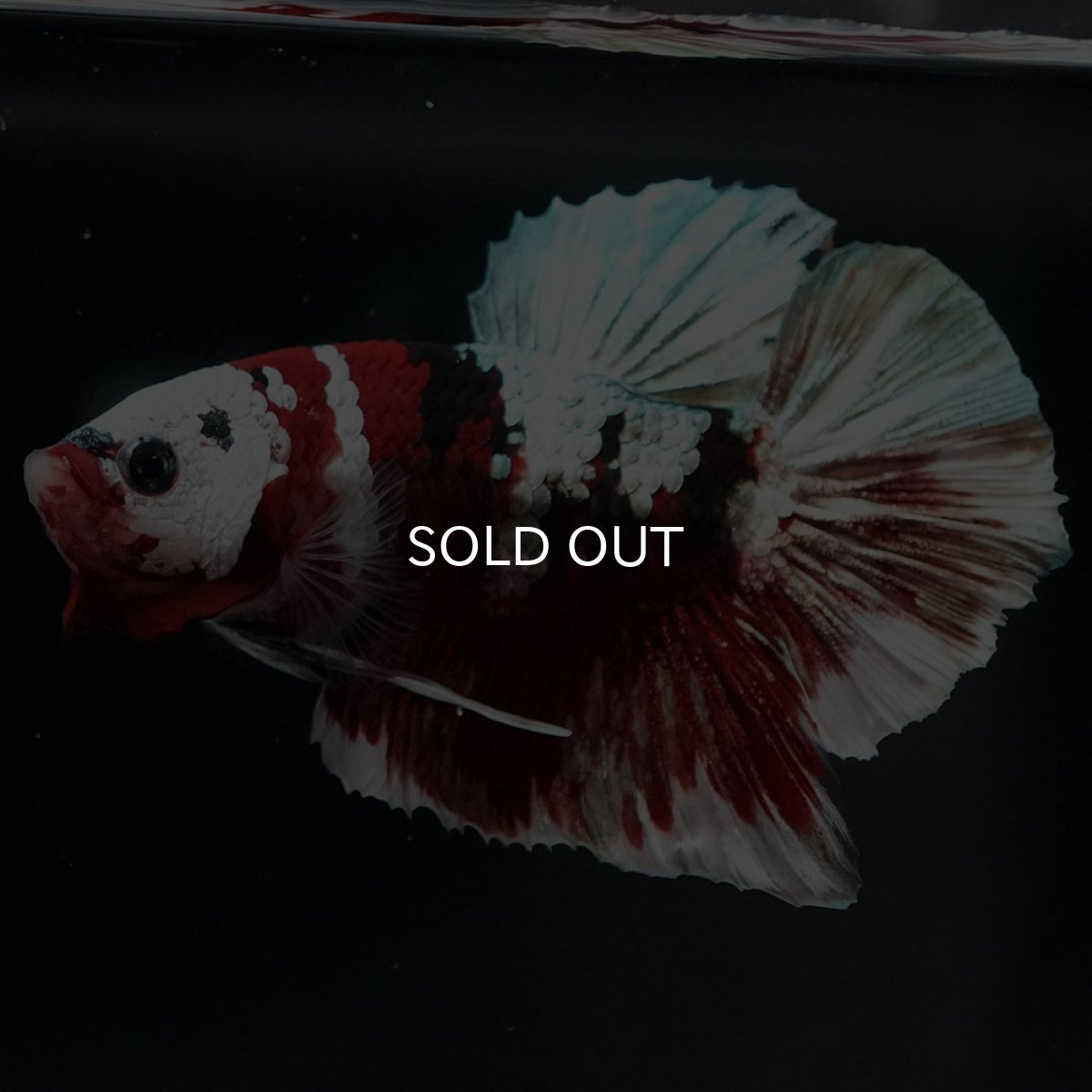 画像6: HMPK 鯉カッパー (6)