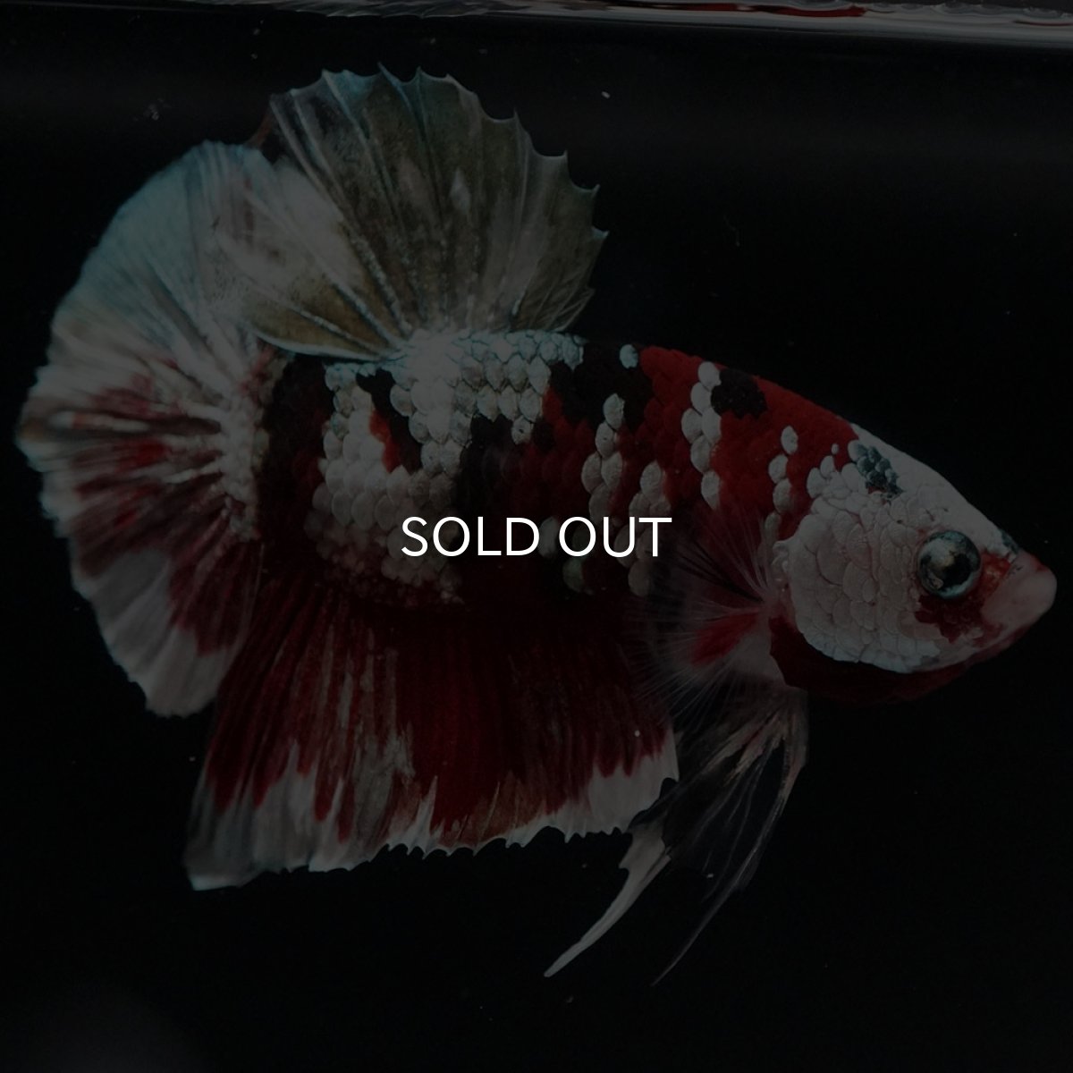 画像5: HMPK 鯉カッパー (5)