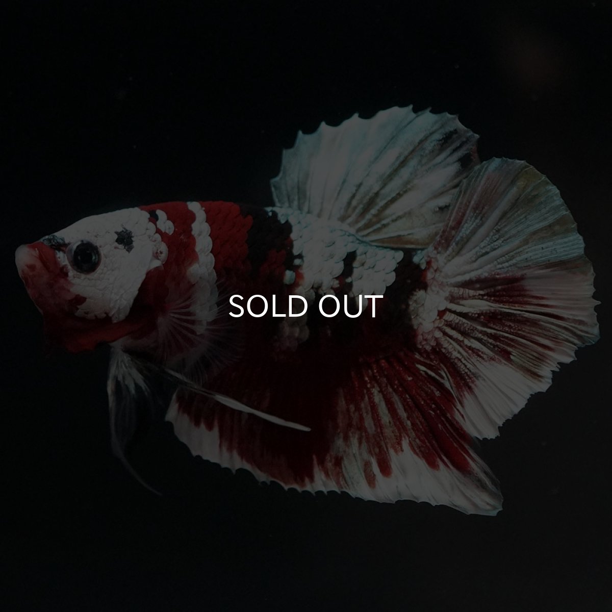 画像4: HMPK 鯉カッパー (4)