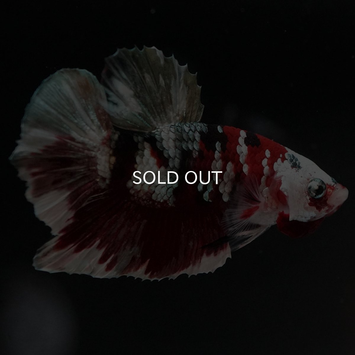 画像2: HMPK 鯉カッパー (2)