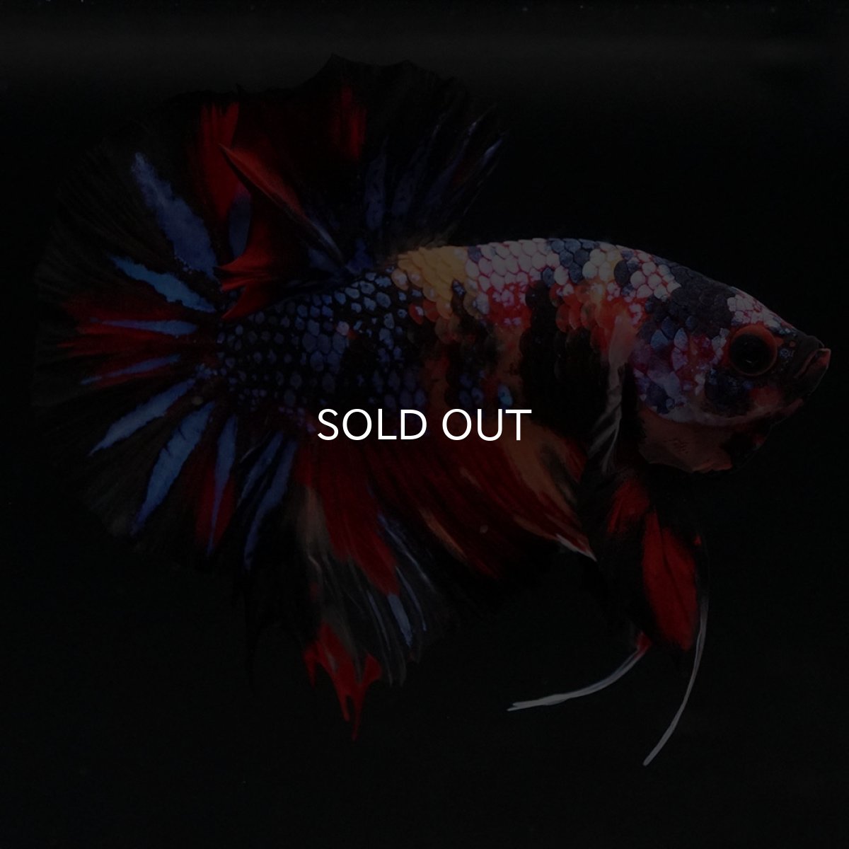 画像3: HMPK　キャンディ (3)