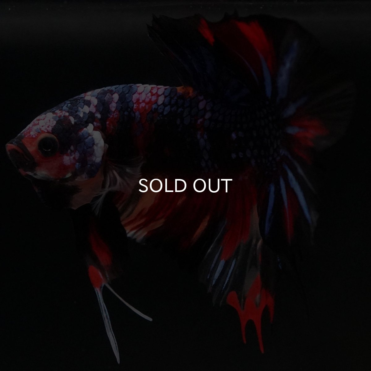 画像4: HMPK　キャンディ (4)