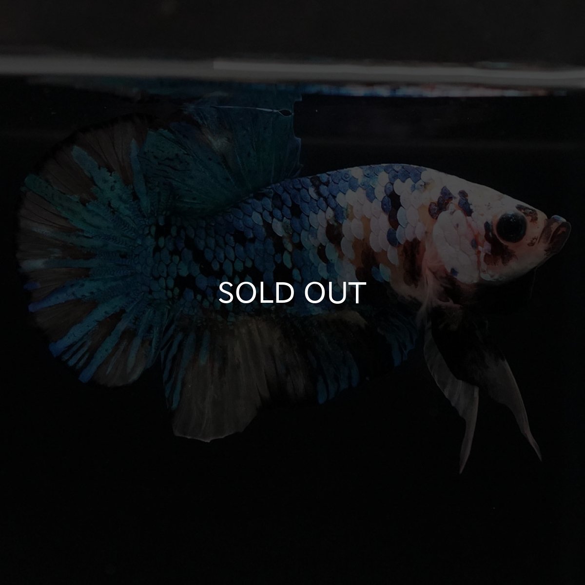 画像10: HMPK イエロータイガーギャラクシー (10)