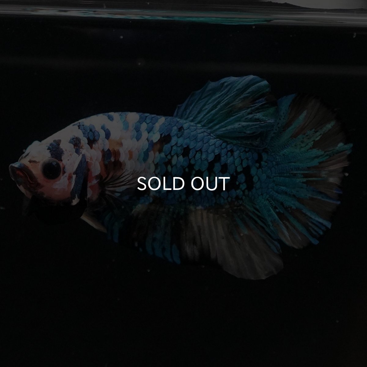 画像9: HMPK イエロータイガーギャラクシー (9)