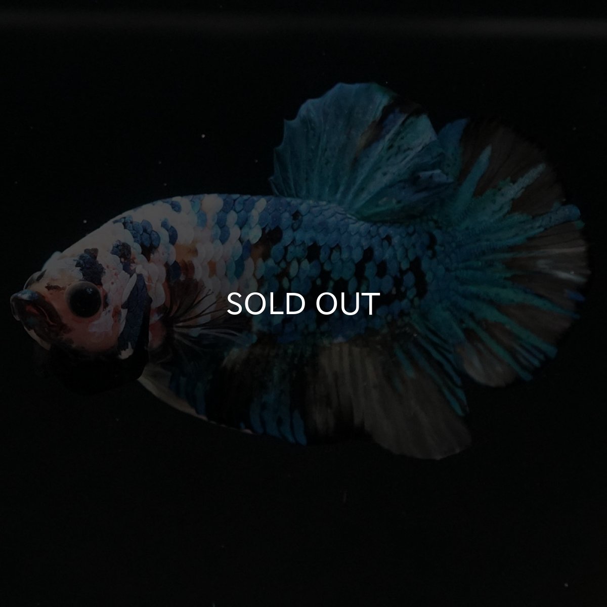 画像2: HMPK イエロータイガーギャラクシー (2)