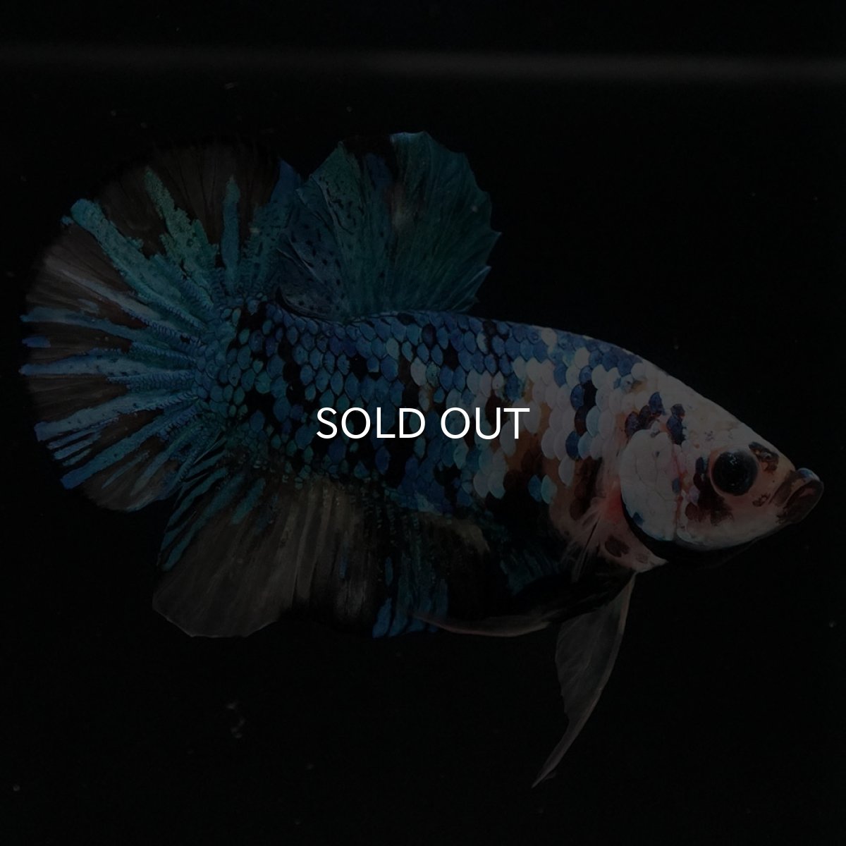 画像6: HMPK イエロータイガーギャラクシー (6)