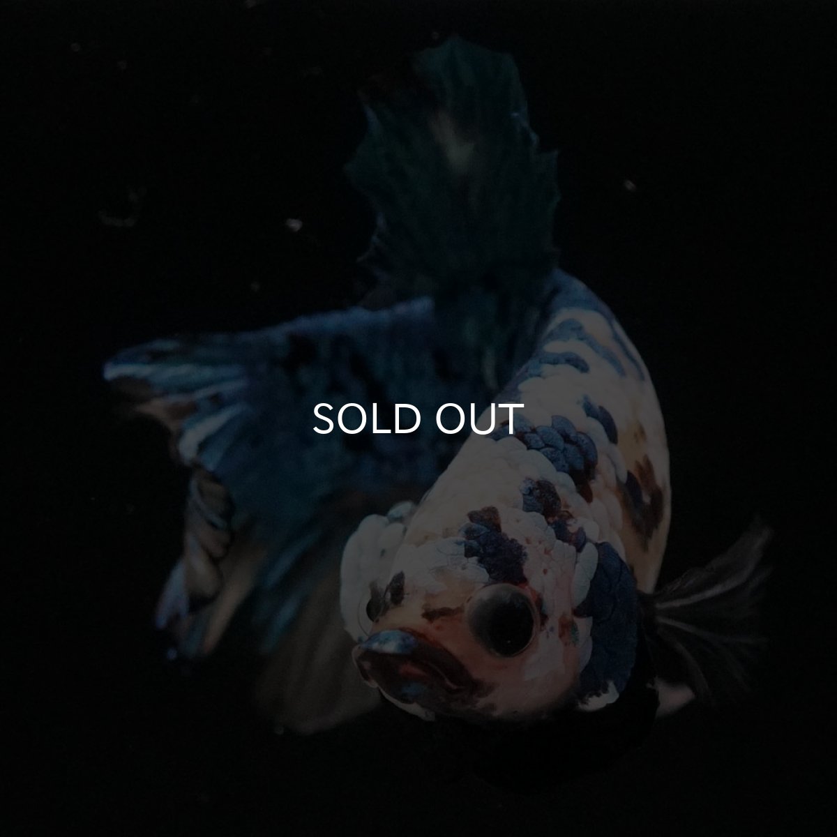 画像3: HMPK イエロータイガーギャラクシー (3)