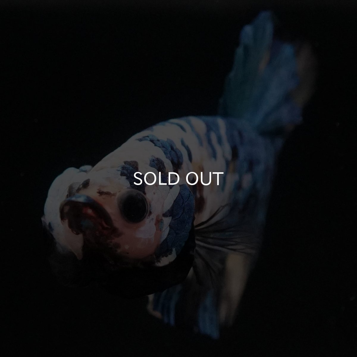 画像8: HMPK イエロータイガーギャラクシー (8)