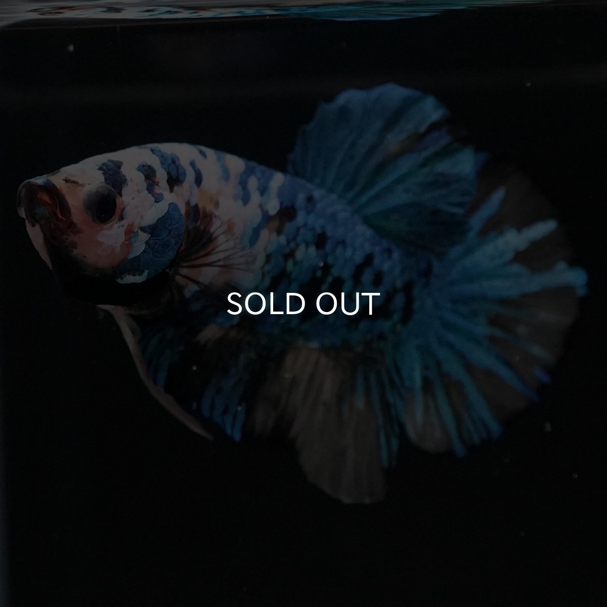 画像7: HMPK イエロータイガーギャラクシー (7)