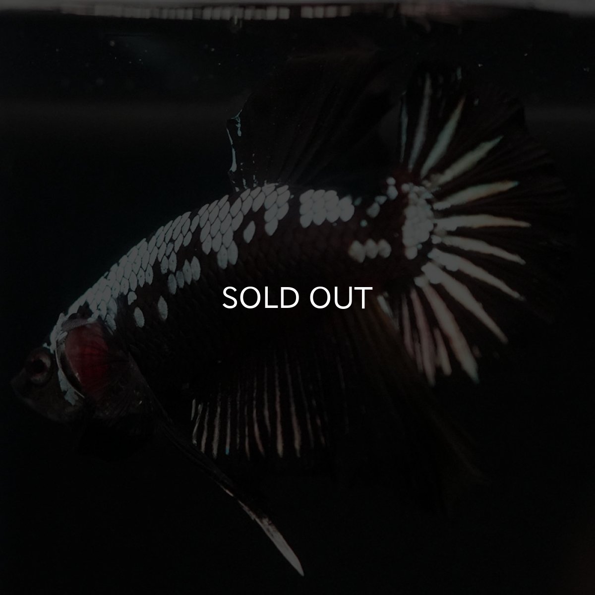 画像4: HMPK ブラックサムライ (4)