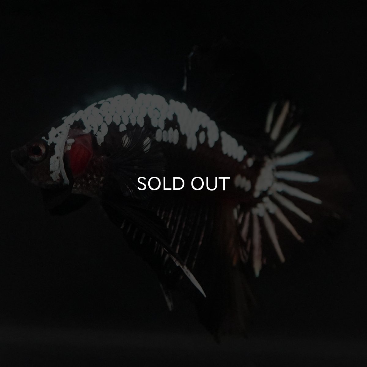 画像6: HMPK ブラックサムライ (6)