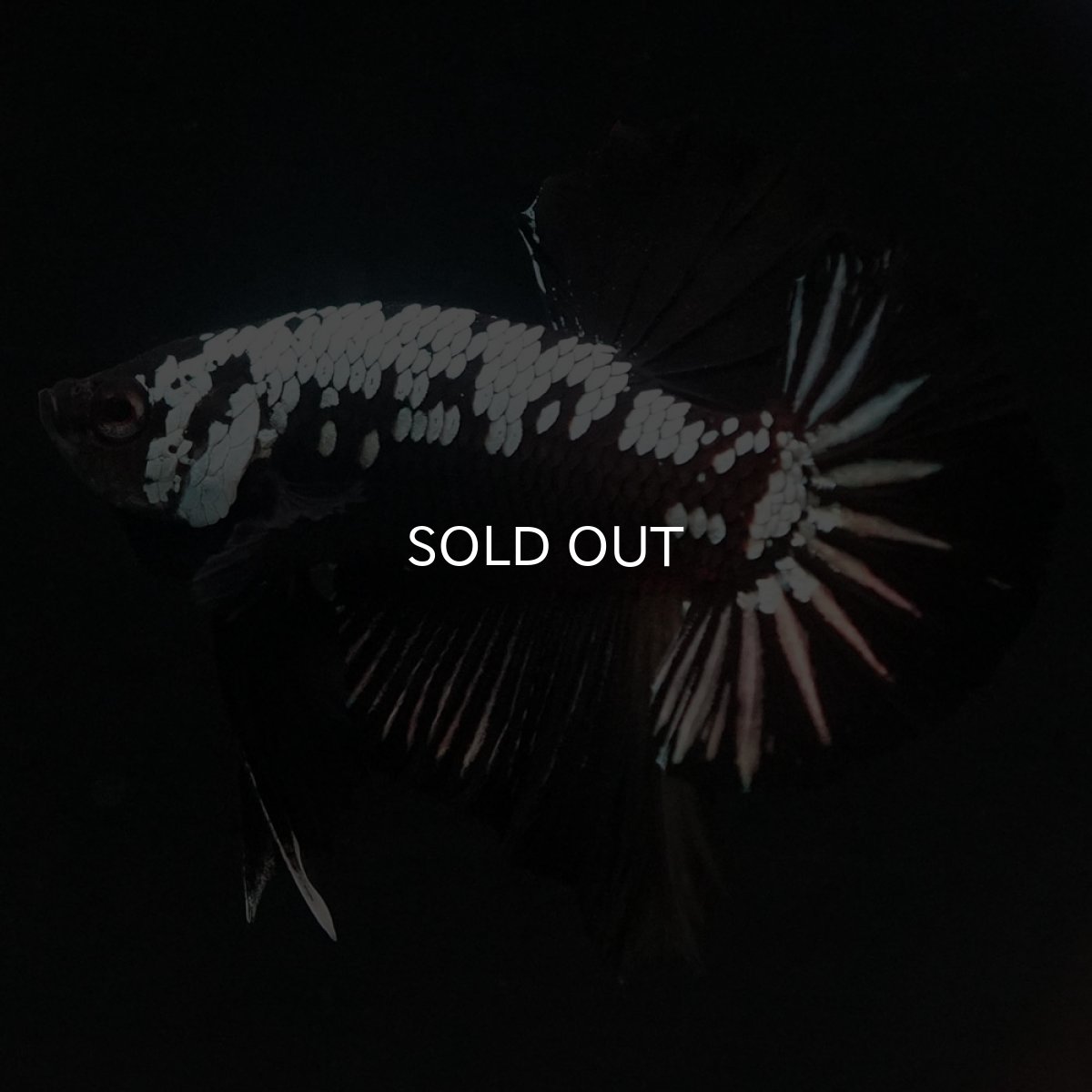 画像5: HMPK ブラックサムライ (5)