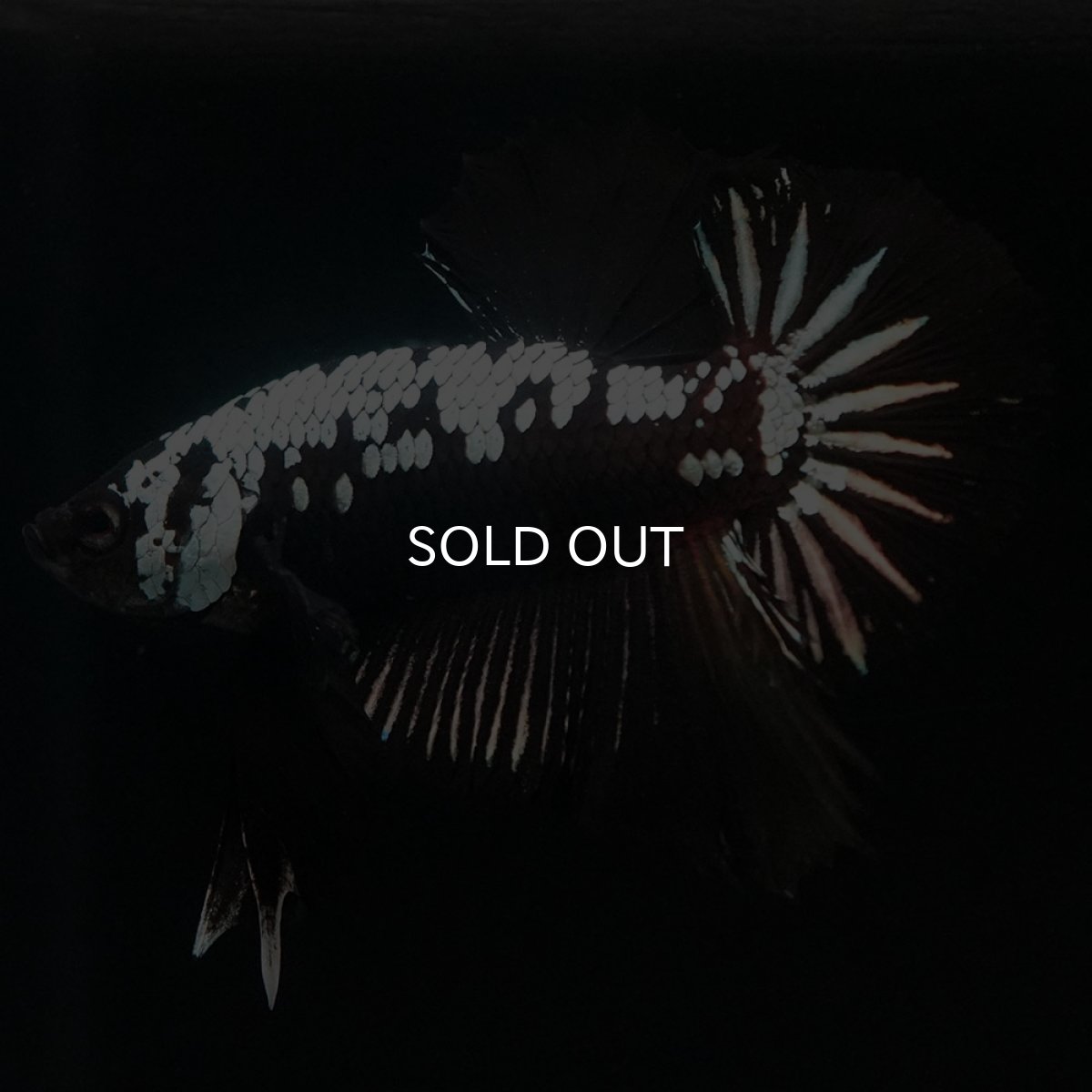 画像2: HMPK ブラックサムライ (2)