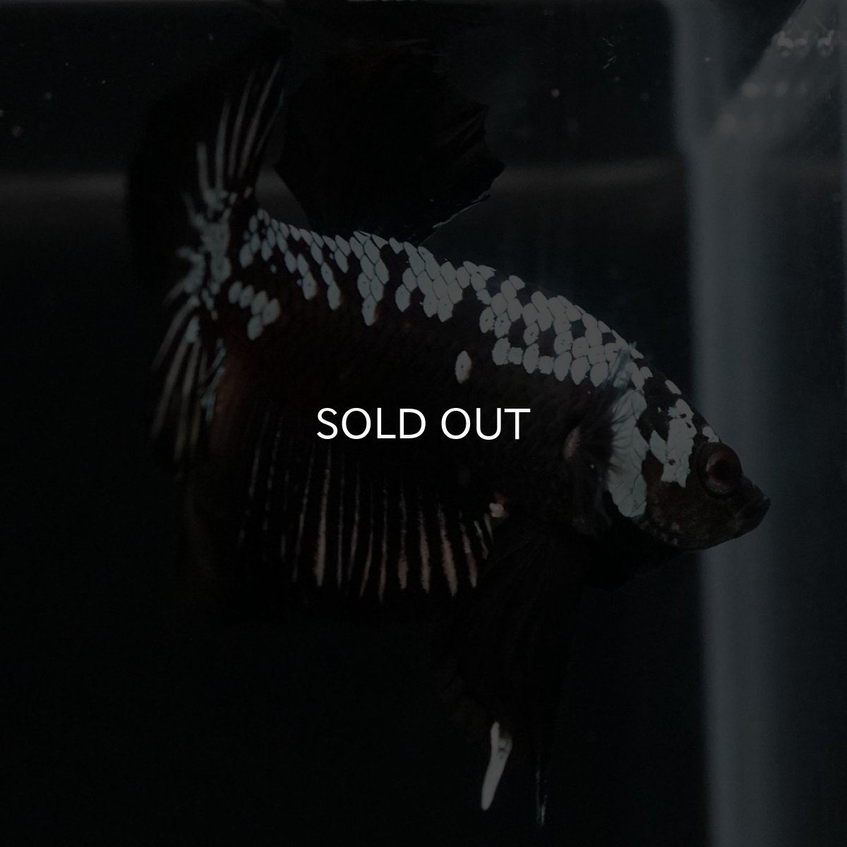 画像3: HMPK ブラックサムライ (3)