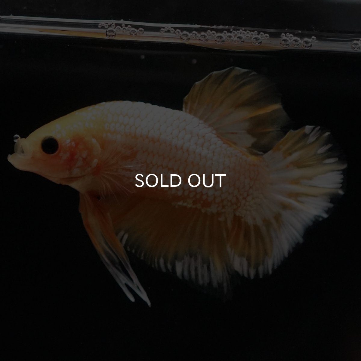 画像9: HMPK イエローファンシー (9)