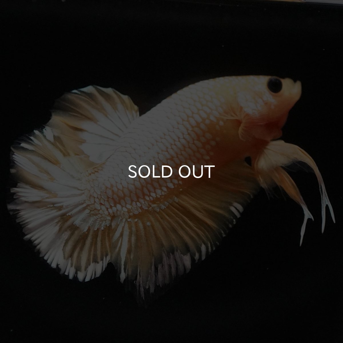 画像6: HMPK イエローファンシー (6)