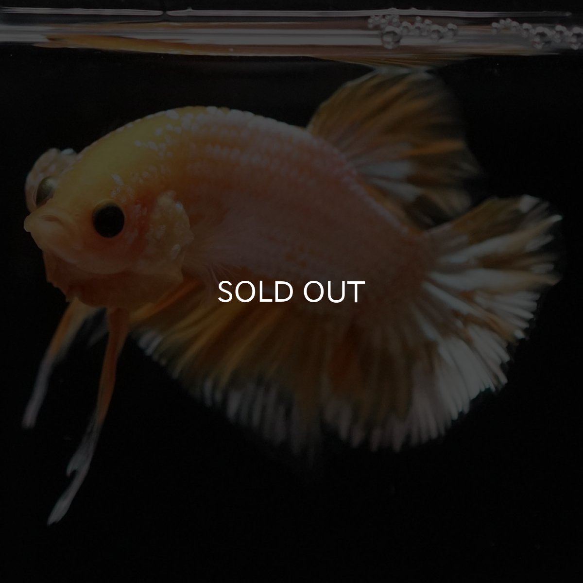 画像3: HMPK イエローファンシー (3)