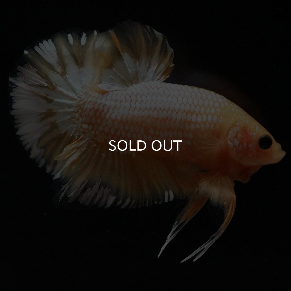 画像4: HMPK イエローファンシー (4)