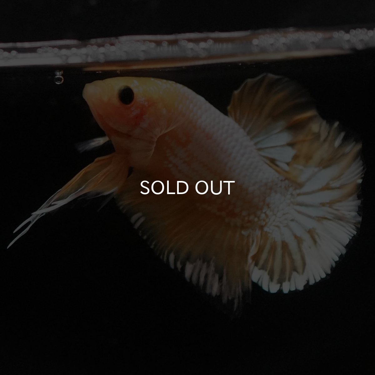 画像5: HMPK イエローファンシー (5)