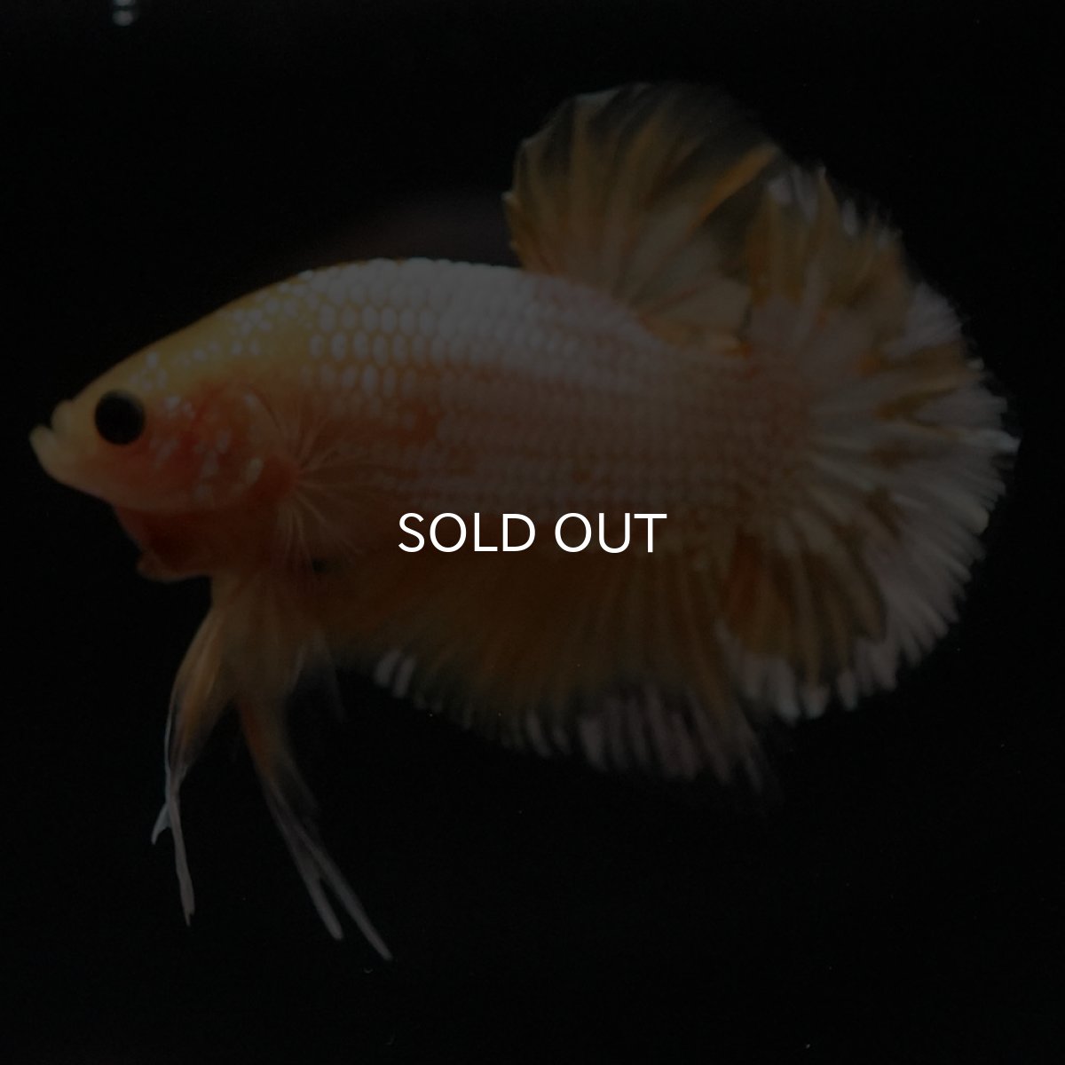 画像8: HMPK イエローファンシー (8)