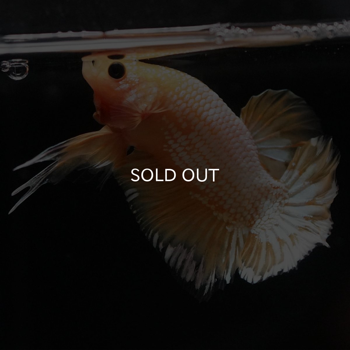 画像7: HMPK イエローファンシー (7)