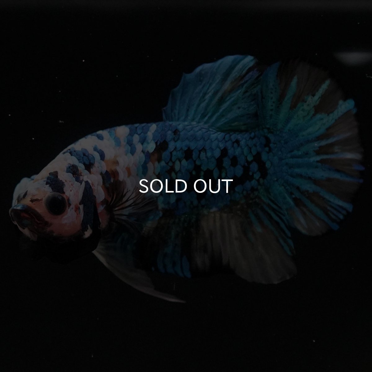 画像5: HMPK イエロータイガーギャラクシー (5)