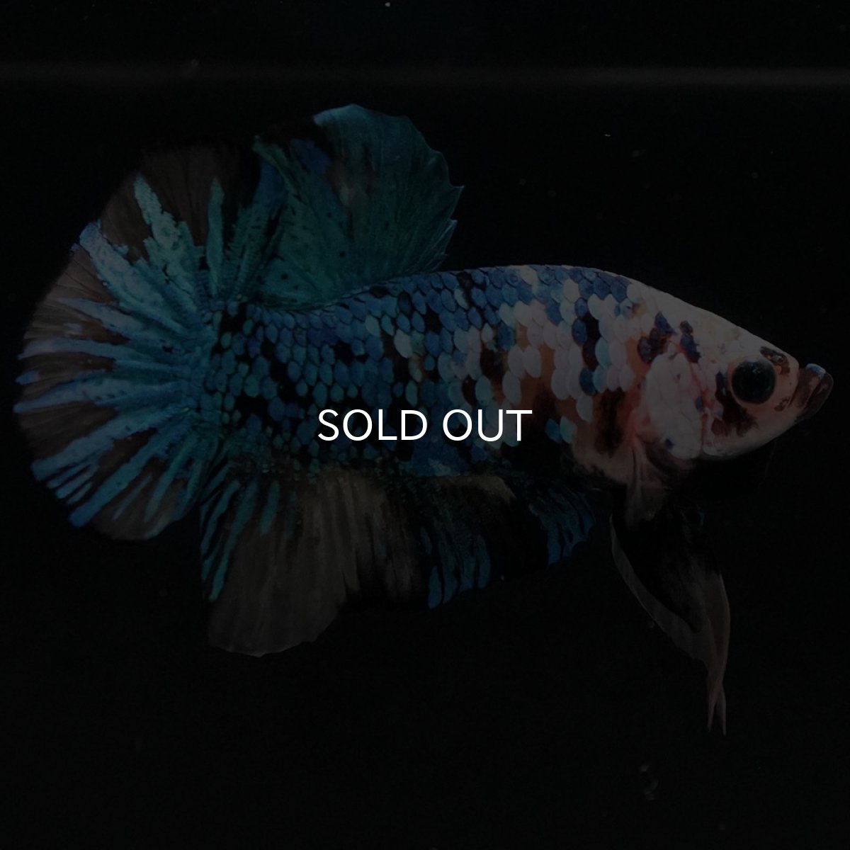 画像4: HMPK イエロータイガーギャラクシー (4)