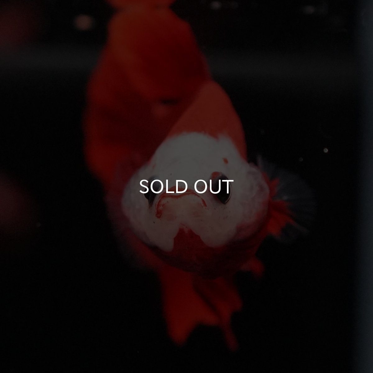 画像3: HMPK 紅白 変わり柄 (3)