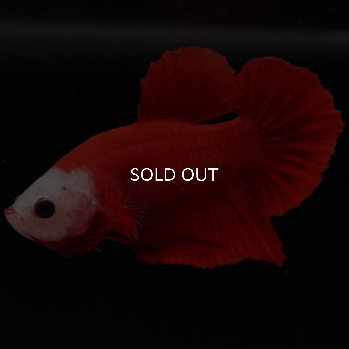 画像8: HMPK 紅白 変わり柄 (8)