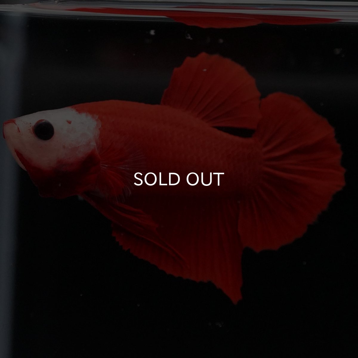 画像6: HMPK 紅白 変わり柄 (6)