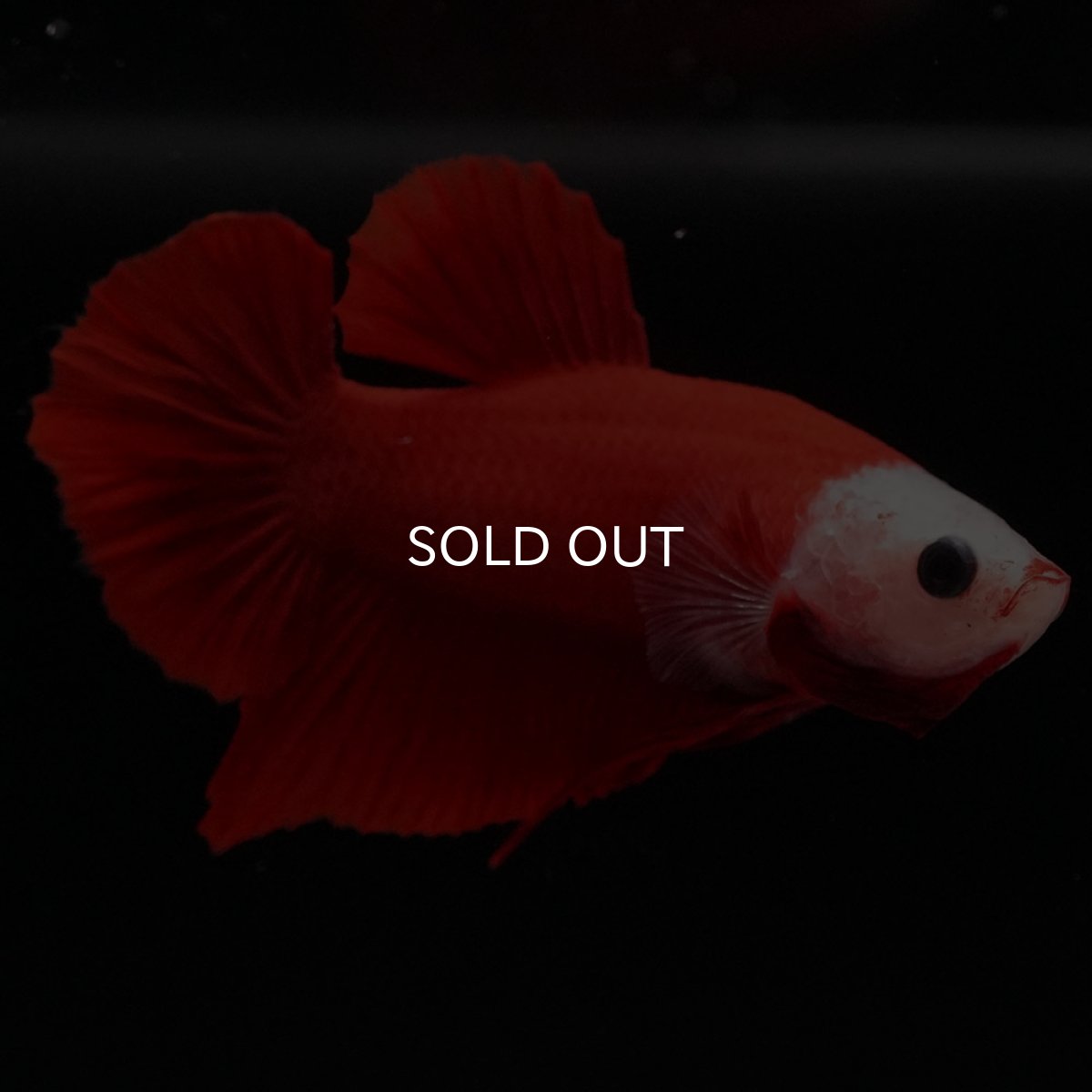 画像9: HMPK 紅白 変わり柄 (9)