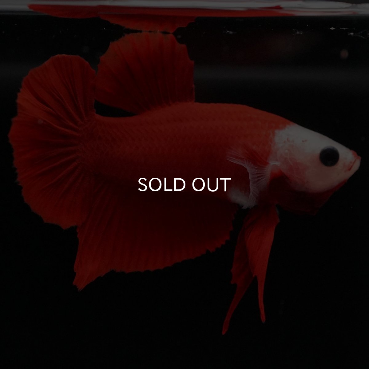 画像2: HMPK 紅白 変わり柄 (2)