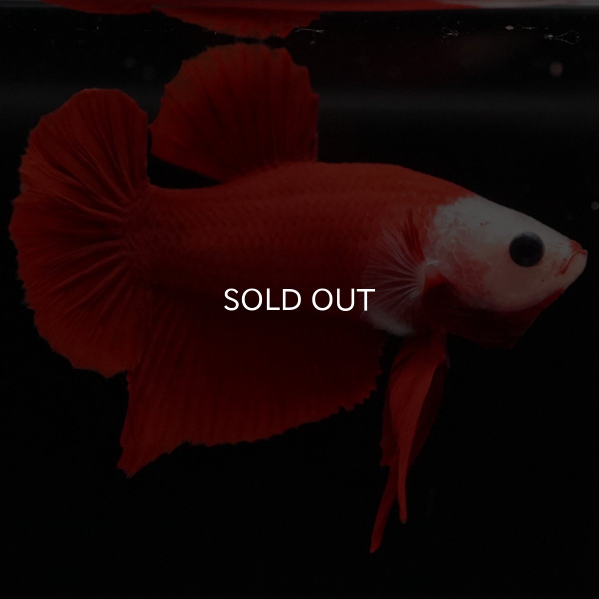 画像7: HMPK 紅白 変わり柄 (7)