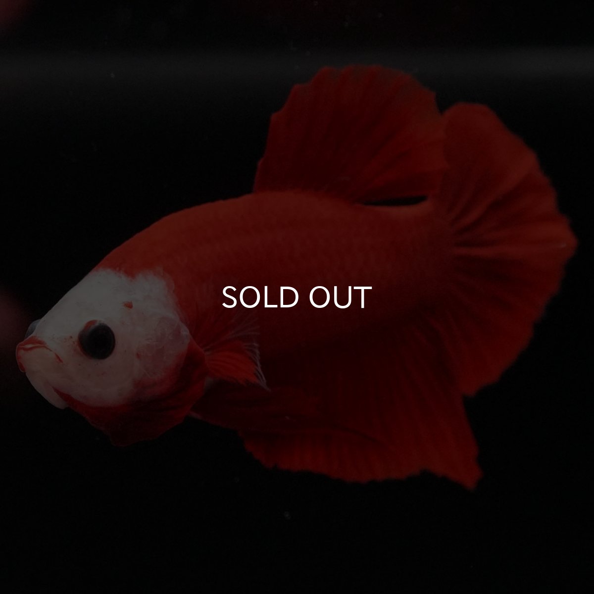 画像4: HMPK 紅白 変わり柄 (4)