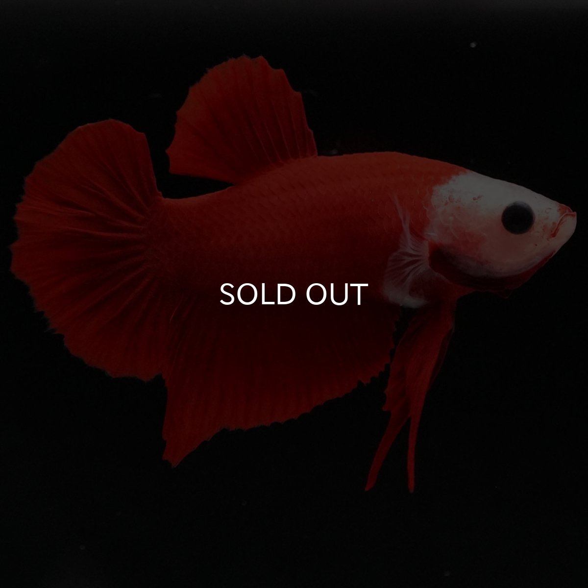 画像5: HMPK 紅白 変わり柄 (5)