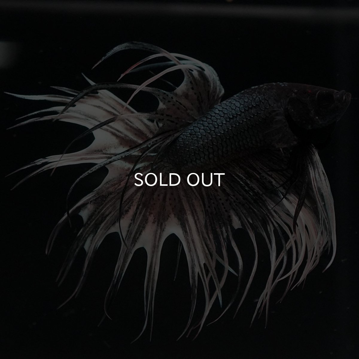 画像4: CT カッパー 変わり柄 (4)