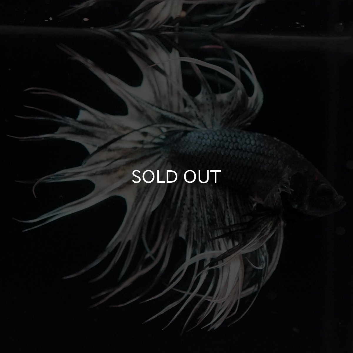 画像6: CT カッパー 変わり柄 (6)