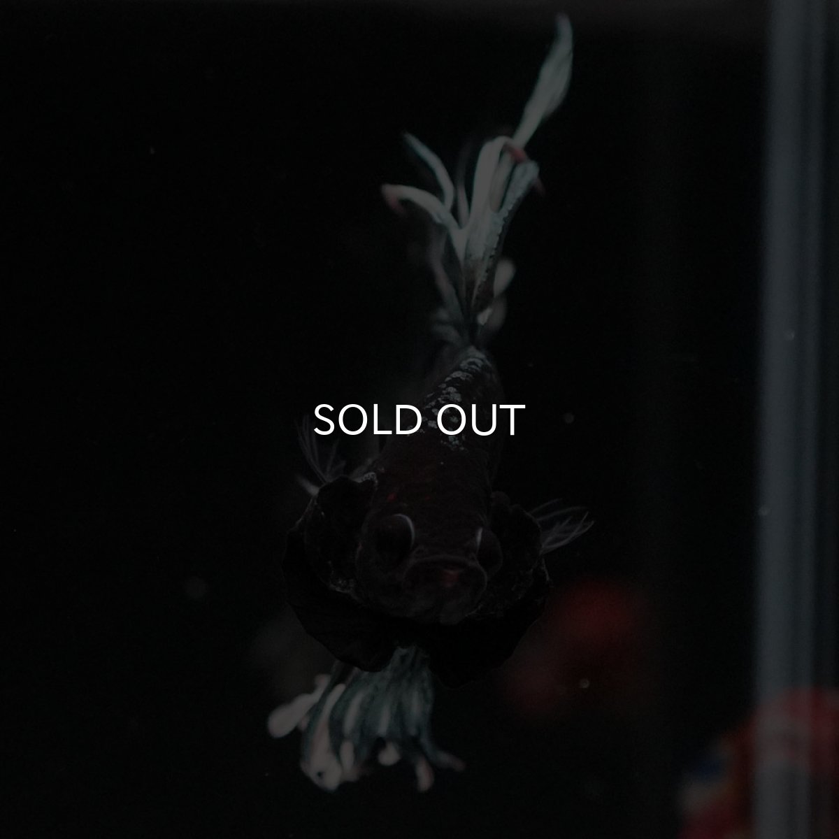 画像3: CT カッパー 変わり柄 (3)