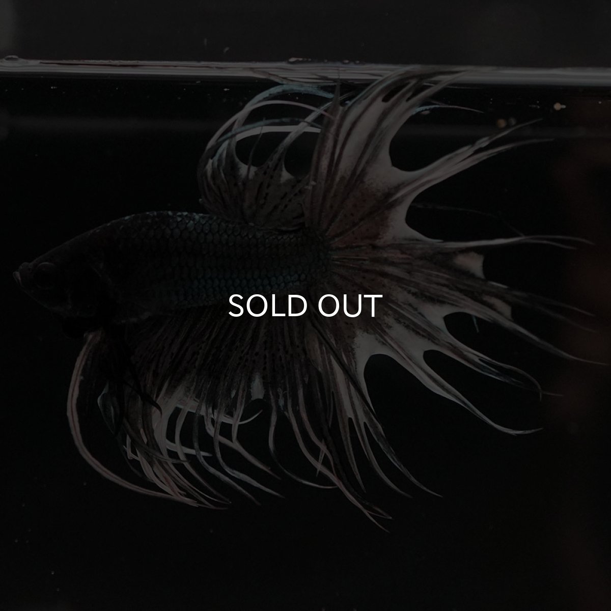 画像7: CT カッパー 変わり柄 (7)