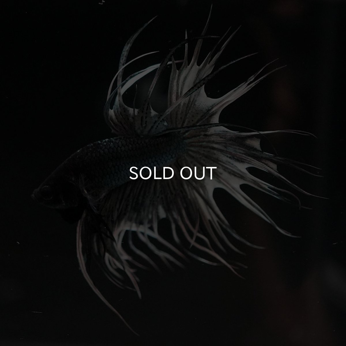 画像2: CT カッパー 変わり柄 (2)