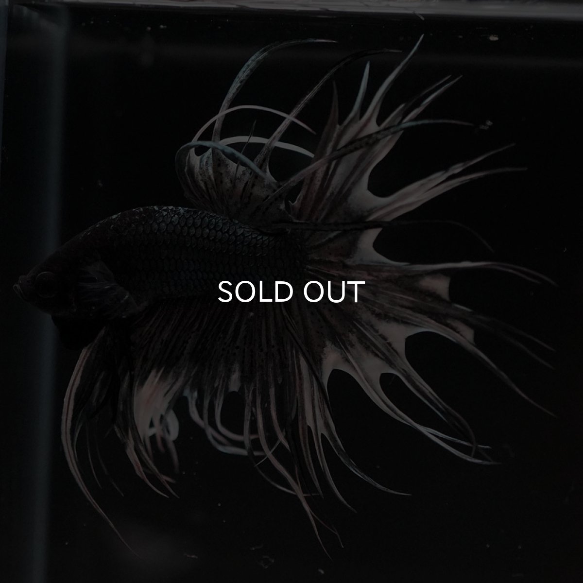 画像5: CT カッパー 変わり柄 (5)