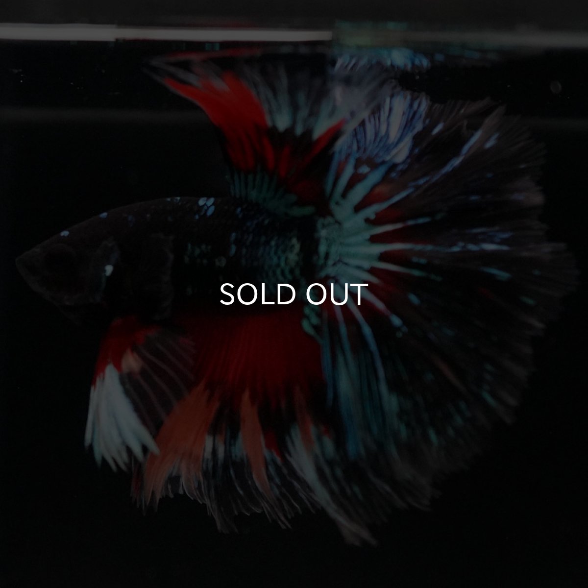 画像8: HM ブラックキャンディ (8)