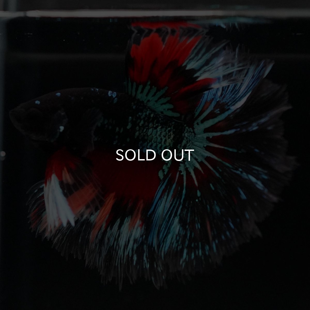 画像7: HM ブラックキャンディ (7)