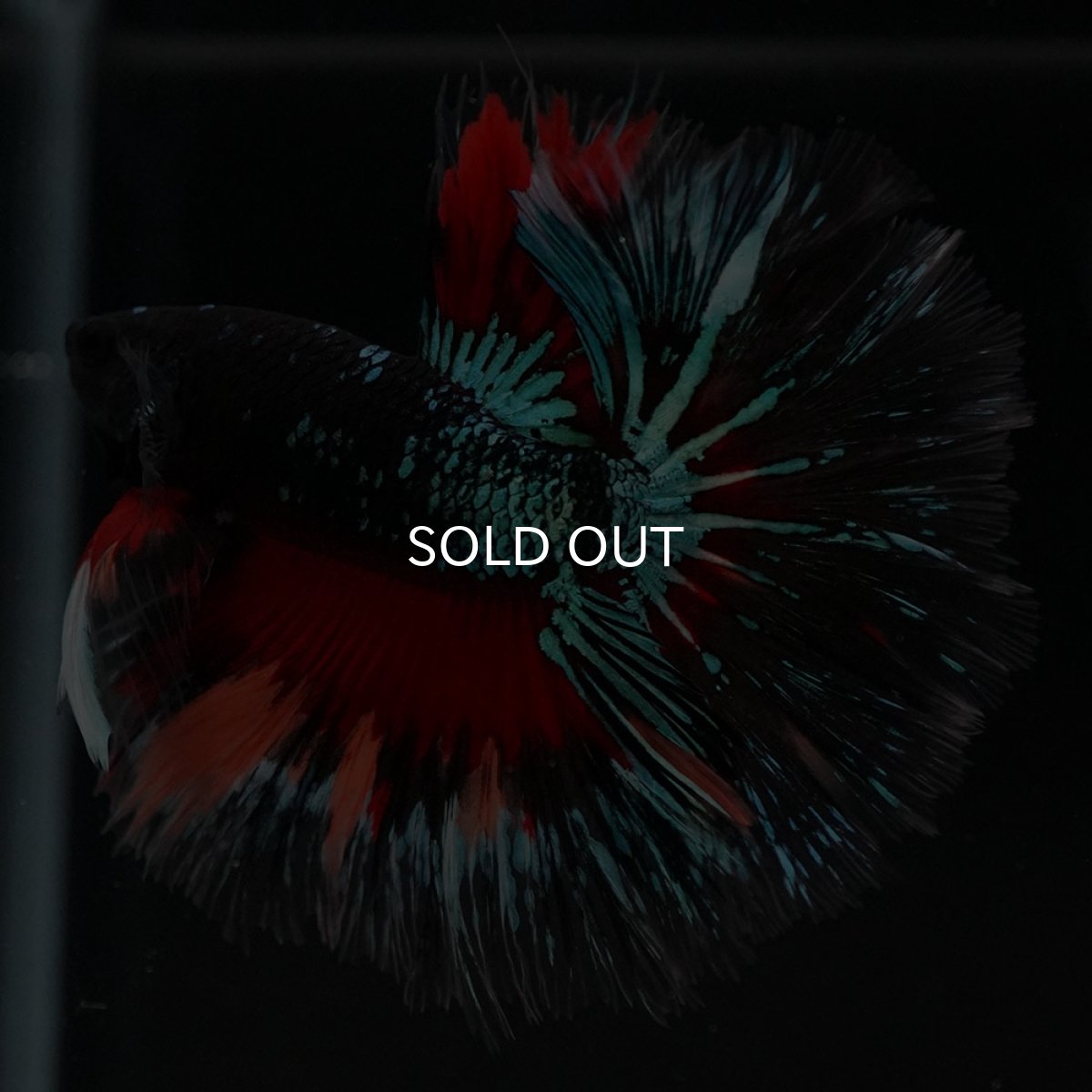 画像4: HM ブラックキャンディ (4)