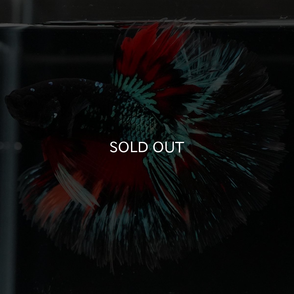 画像2: HM ブラックキャンディ (2)