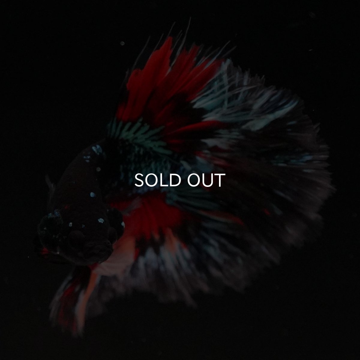 画像6: HM ブラックキャンディ (6)