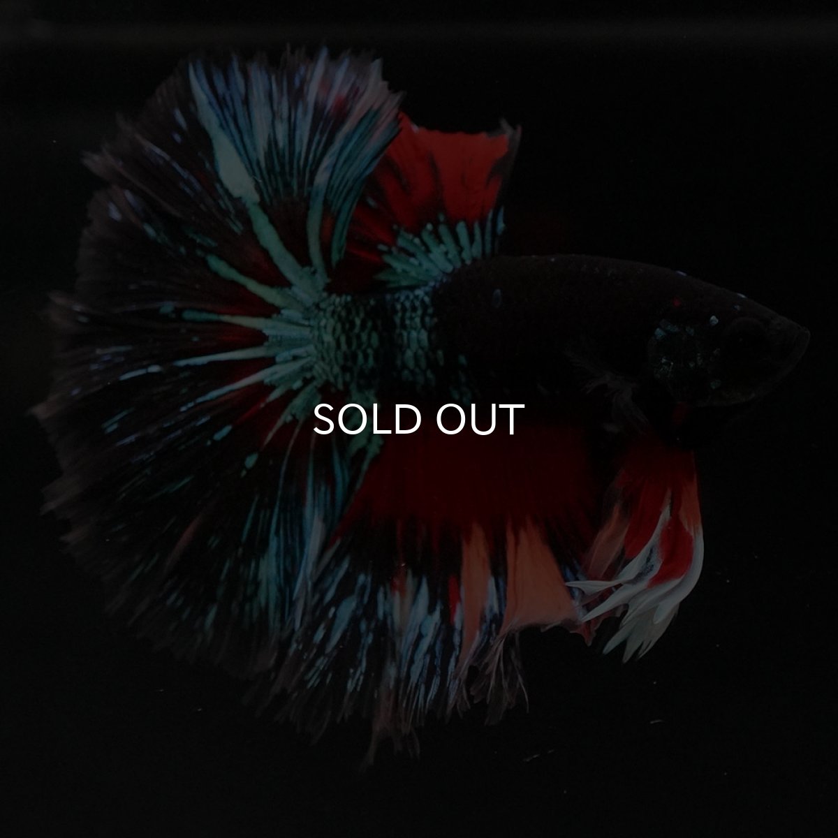 画像3: HM ブラックキャンディ (3)