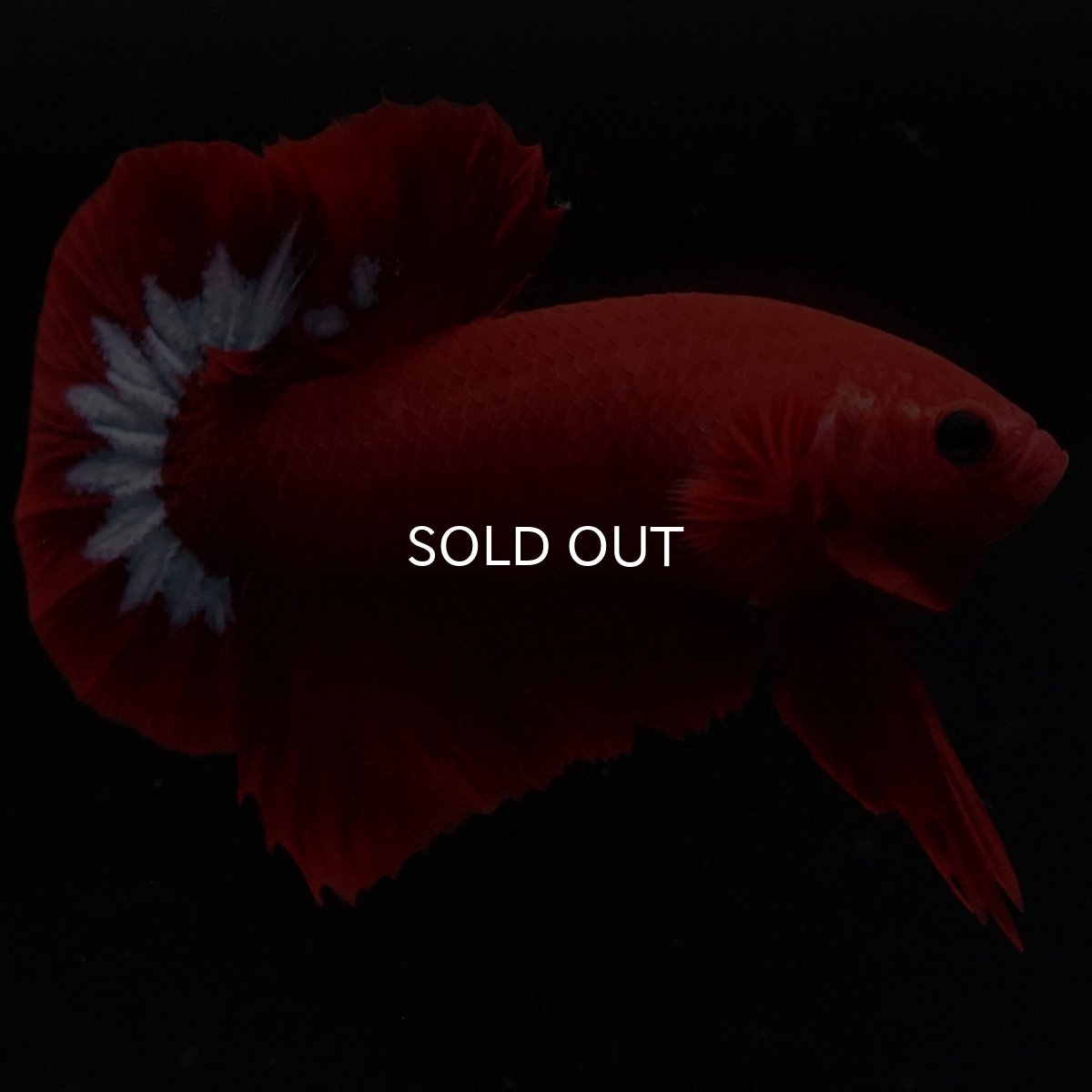 画像9: HMPK　ヘルボーイ (9)